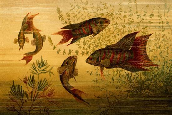 Art Print, , large