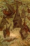 Hanging Bats-F.W. Kuhnert-Art Print