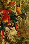 Macaws-F.W. Kuhnert-Art Print