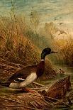 Mallard Duck-F.W. Kuhnert-Art Print