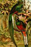 Quetzal-F.W. Kuhnert-Art Print