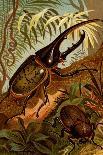 Stag and Longhorn Beetles-F.W. Kuhnert-Art Print