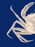 Contrasting Crab in Navy Blue a-Fab Funky-Art Print