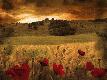 Premium Photographic Print