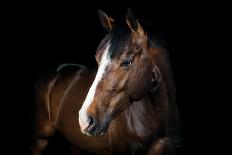 Horse-Fabio Petroni-Photographic Print