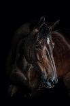 Horse-Fabio Petroni-Photographic Print