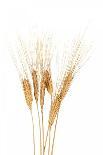 Wheat Plant-Fabio Petroni-Photographic Print