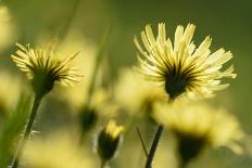 Aster flowers, Vosges, France-Fabrice Cahez-Photographic Print