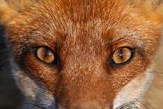 Close-up portrait of a Red Fox, Vosges, France-Fabrice Cahez-Photographic Print
