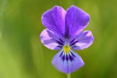 Aster flowers, Vosges, France-Fabrice Cahez-Photographic Print