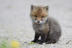 Close-up portrait of a Red Fox, Vosges, France-Fabrice Cahez-Framed Photographic Print