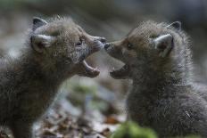 Red fox (Vulpes vulpes) pups playing, Vosges, France, June.-Fabrice Cahez-Photographic Print