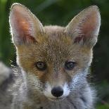 Red fox (Vulpes vulpes) pups playing, Vosges, France, June.-Fabrice Cahez-Photographic Print