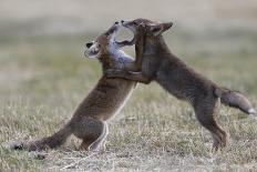 Red fox (Vulpes vulpes) pups playing, Vosges, France, June.-Fabrice Cahez-Photographic Print