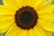 Sunflower, France-Fabrice Cahez-Photographic Print