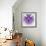 Fabulous Fractal Pattern in Purple-velirina-Framed Art Print displayed on a wall