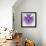 Fabulous Fractal Pattern in Purple-velirina-Framed Art Print displayed on a wall