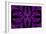 Fabulous Symmetric Pattern of the Leaves in Purple-velirina-Framed Art Print