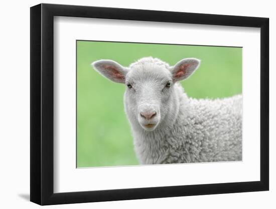 Face of A White Lamb-stefanholm-Framed Photographic Print