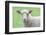 Face of A White Lamb-stefanholm-Framed Photographic Print