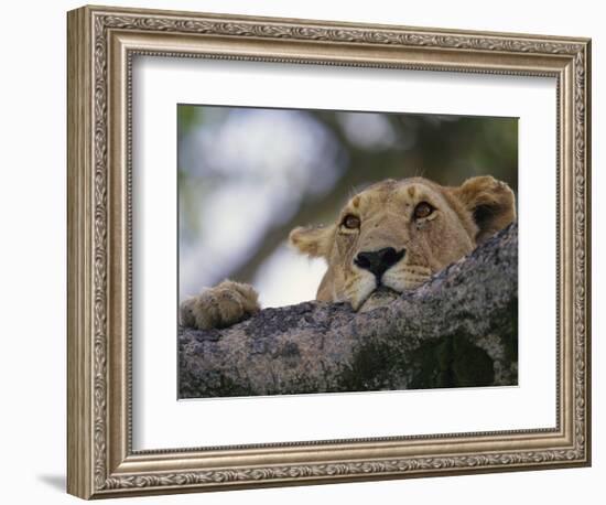 Face of African Lioness in Tree-Joe McDonald-Framed Photographic Print