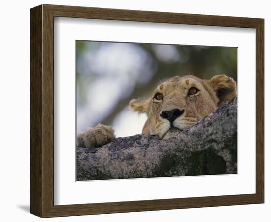 Face of African Lioness in Tree-Joe McDonald-Framed Photographic Print