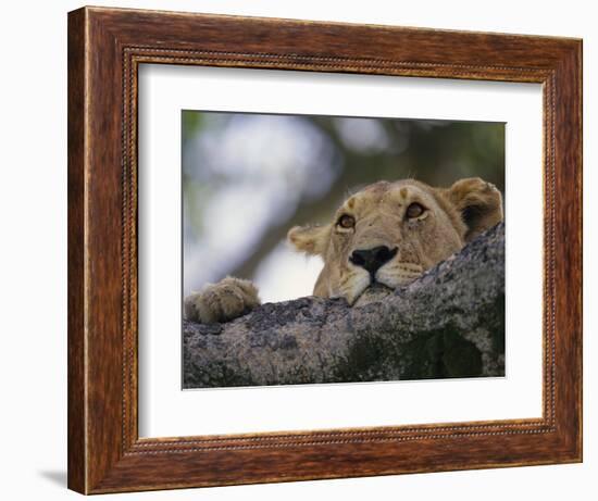 Face of African Lioness in Tree-Joe McDonald-Framed Photographic Print