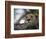 Face of African Lioness in Tree-Joe McDonald-Framed Photographic Print