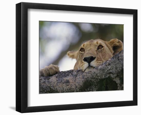 Face of African Lioness in Tree-Joe McDonald-Framed Photographic Print