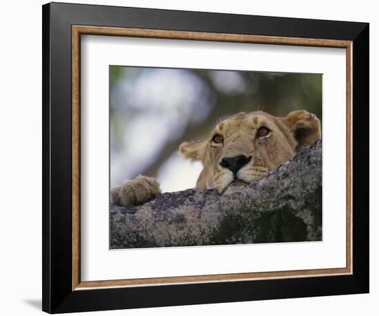 Face of African Lioness in Tree-Joe McDonald-Framed Photographic Print