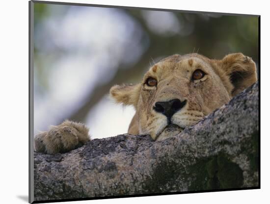 Face of African Lioness in Tree-Joe McDonald-Mounted Photographic Print