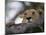 Face of African Lioness in Tree-Joe McDonald-Mounted Photographic Print