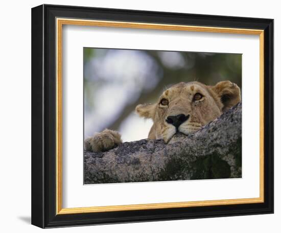 Face of African Lioness in Tree-Joe McDonald-Framed Photographic Print