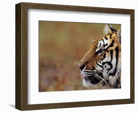 Face of Bengal Tiger in Profile-W. Perry Conway-Framed Photographic Print