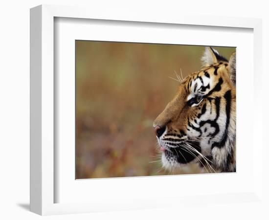 Face of Bengal Tiger in Profile-W. Perry Conway-Framed Photographic Print