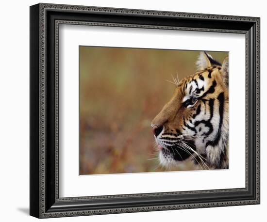 Face of Bengal Tiger in Profile-W. Perry Conway-Framed Photographic Print