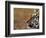 Face of Bengal Tiger in Profile-W. Perry Conway-Framed Photographic Print