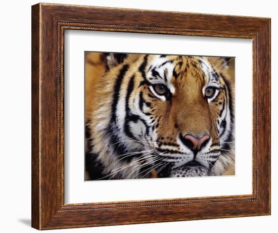 Face of Bengal Tiger-W. Perry Conway-Framed Photographic Print