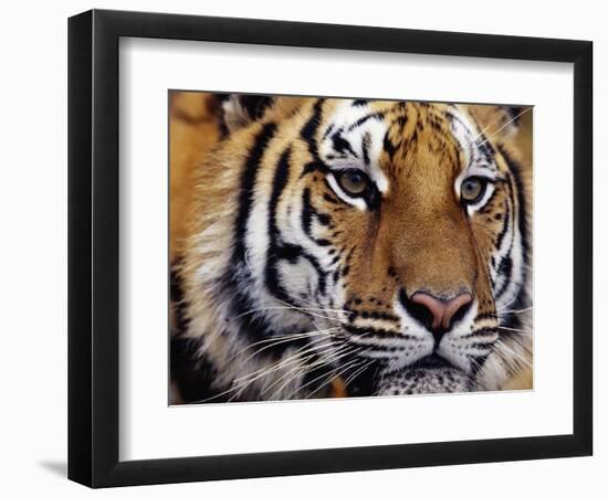 Face of Bengal Tiger-W. Perry Conway-Framed Photographic Print