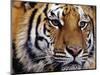 Face of Bengal Tiger-W. Perry Conway-Mounted Photographic Print