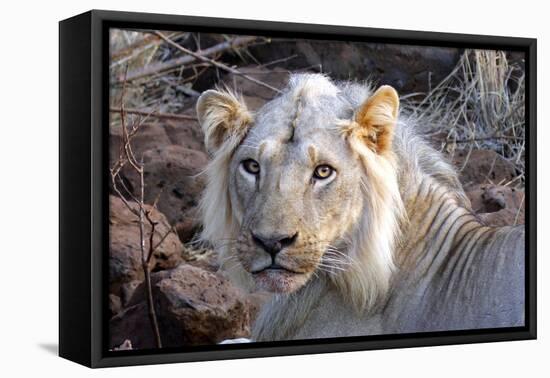 Face of Feeding Lion, Meru, Kenya-Kymri Wilt-Framed Premier Image Canvas