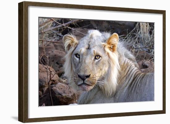 Face of Feeding Lion, Meru, Kenya-Kymri Wilt-Framed Photographic Print