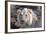 Face of Feeding Lion, Meru, Kenya-Kymri Wilt-Framed Photographic Print