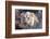 Face of Feeding Lion, Meru, Kenya-Kymri Wilt-Framed Photographic Print