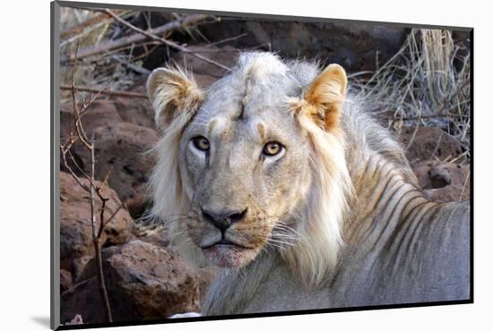 Face of Feeding Lion, Meru, Kenya-Kymri Wilt-Mounted Photographic Print