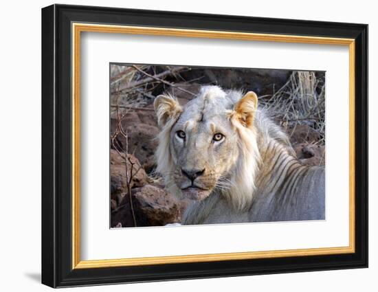 Face of Feeding Lion, Meru, Kenya-Kymri Wilt-Framed Photographic Print