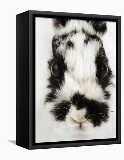 Face of Jersey Wooly Rabbit-Martin Harvey-Framed Premier Image Canvas