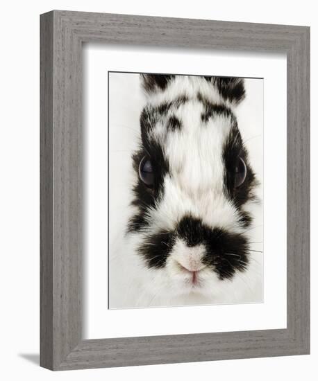 Face of Jersey Wooly Rabbit-Martin Harvey-Framed Photographic Print