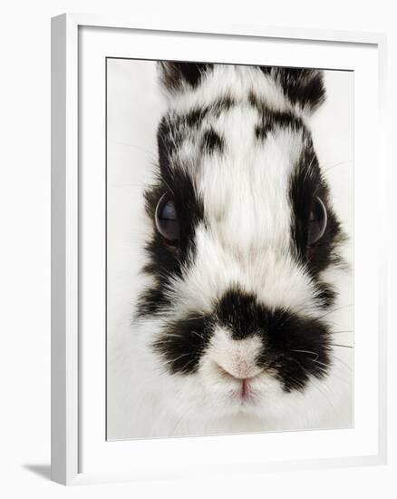 Face of Jersey Wooly Rabbit-Martin Harvey-Framed Photographic Print