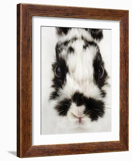Face of Jersey Wooly Rabbit-Martin Harvey-Framed Photographic Print